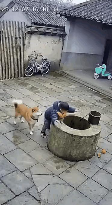 好狗狗乖狗狗救了小孩一命，守护了一个家庭的幸福，希望这女人看到这个视频，对狗狗更