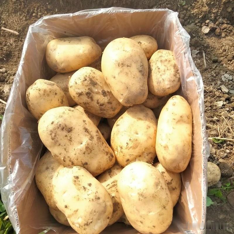 土豆想结得又大又多？掌握三点：看花、看节、看颜色种土豆想