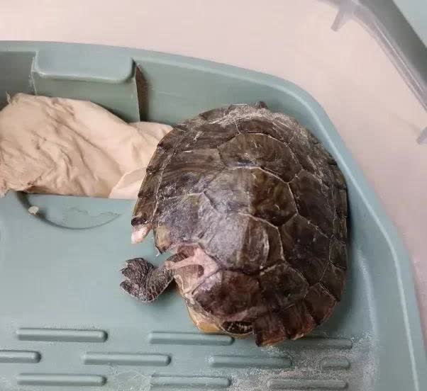 湖北，一名女子养了一只乌龟，一天早上，女子去给乌龟缸换水的时候，发现这只乌龟的龟