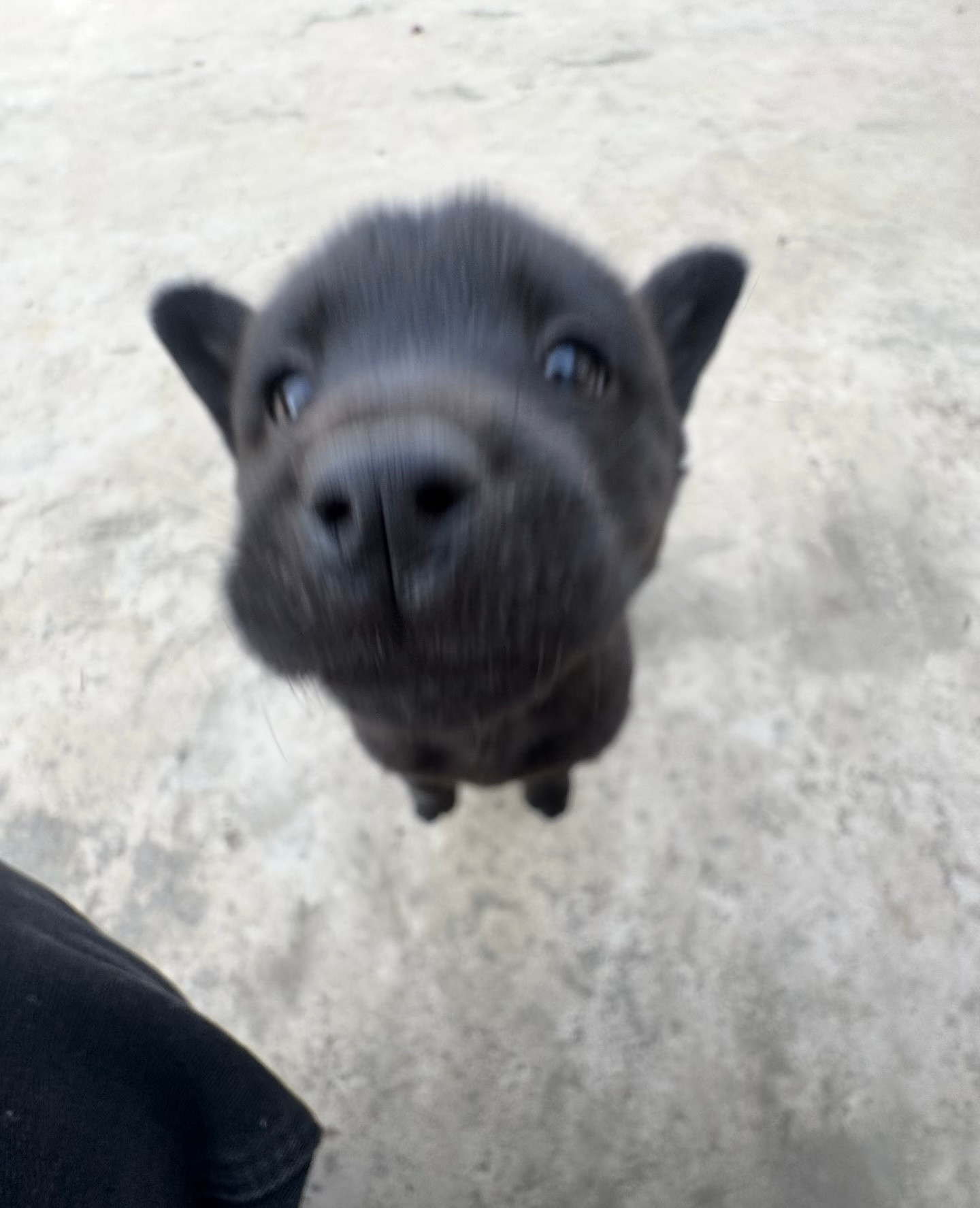 恭喜你一醒来就被小狗亲了一下