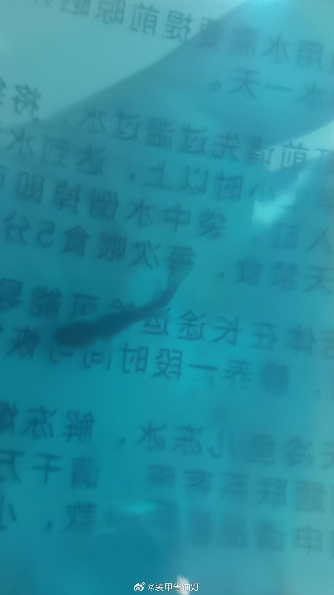 这是泰国斗鱼？我是不是买错了，泰国斗鱼小时候长这样？