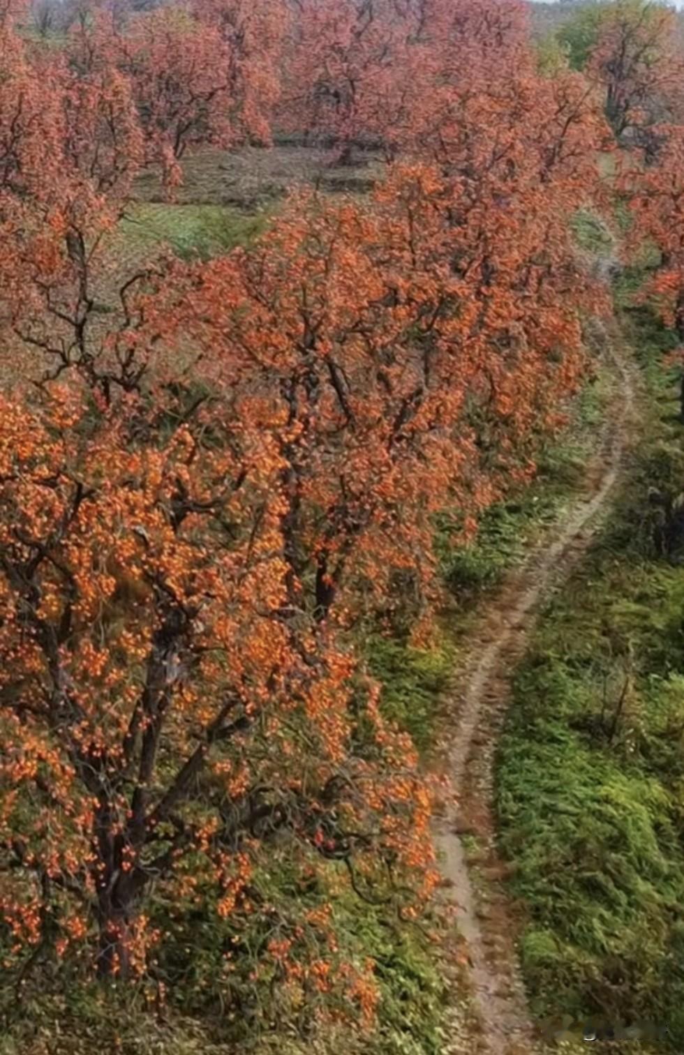 罗店千亩柿林成网红打卡地！挖葱地也成网红聚集地！陕西彬县因罗店的千亩树林知名度大