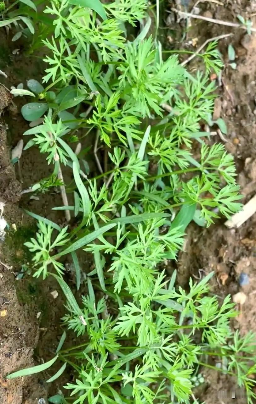 胡萝卜种植施肥有哪些要点?不少新手种胡萝卜，一味猛施肥，最后萝卜分叉、长须