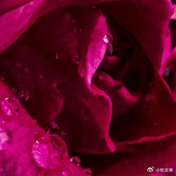 种植种植待人宽容，以善言提醒；言行正直，为行善树立表率。​​​