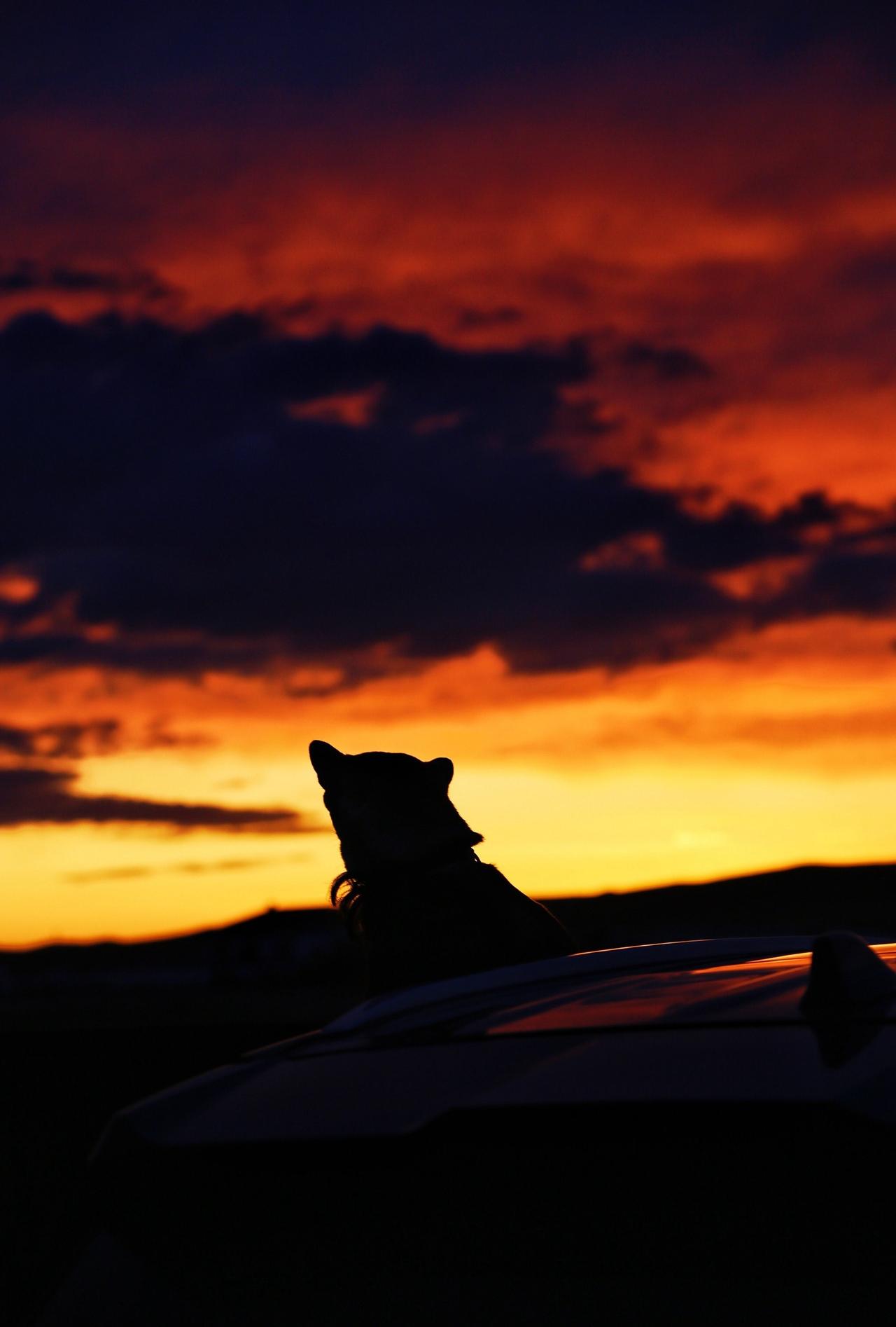 自驾旅行，阿尔山-呼伦贝尔。带上了自家的狗子。没想到狗子也是很好的摆拍道具，拍