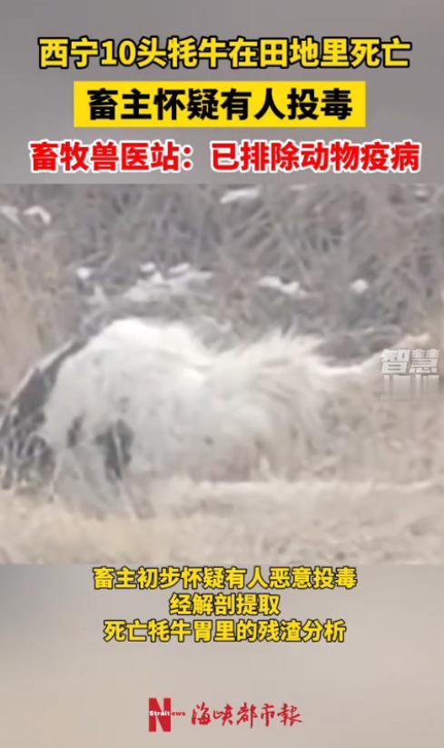 让人心疼！1月19日，青海西宁，一位普通牧民天刚亮就赶去自家田地，眼前却是一幕惨