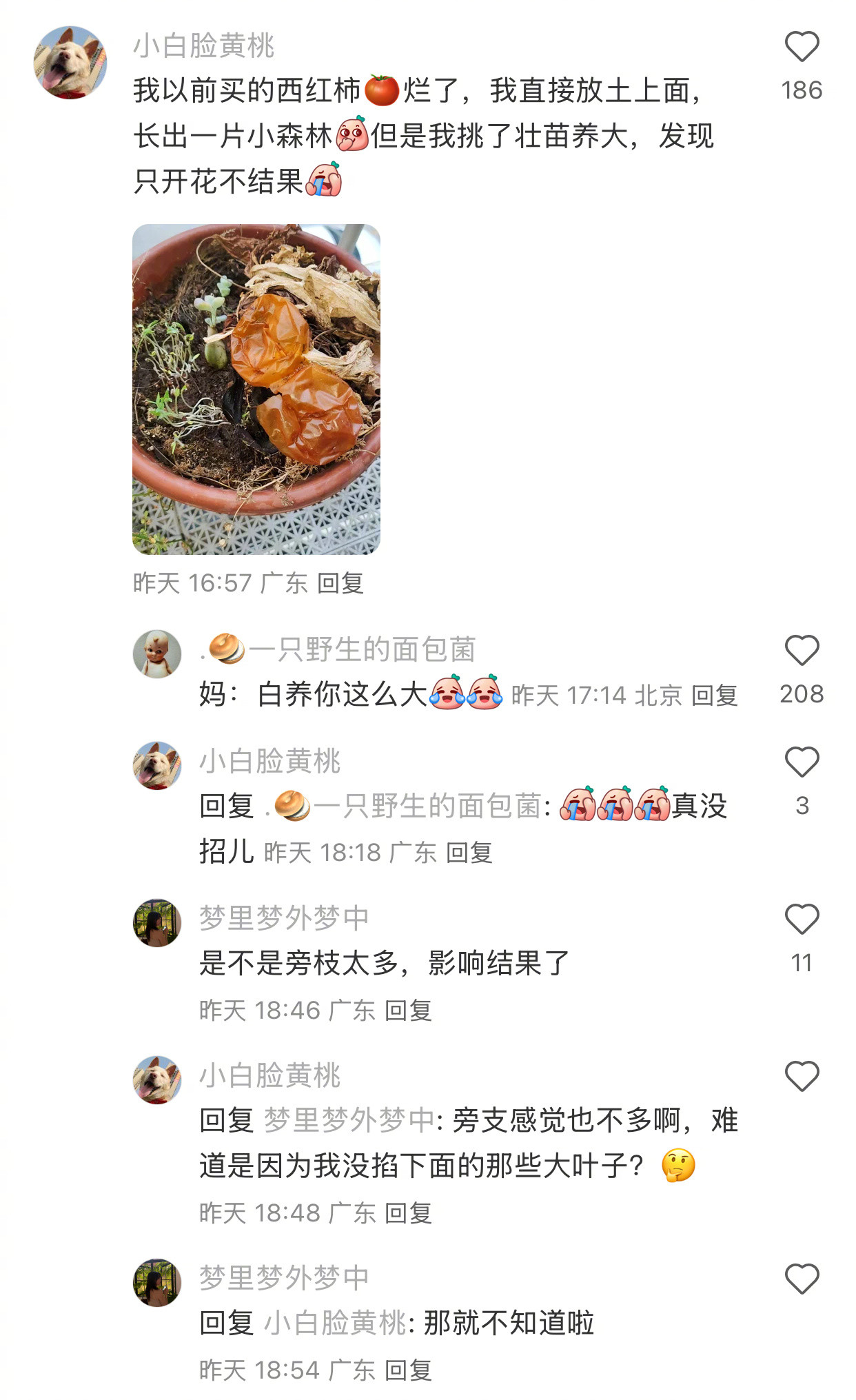西红柿奇特的发芽方式