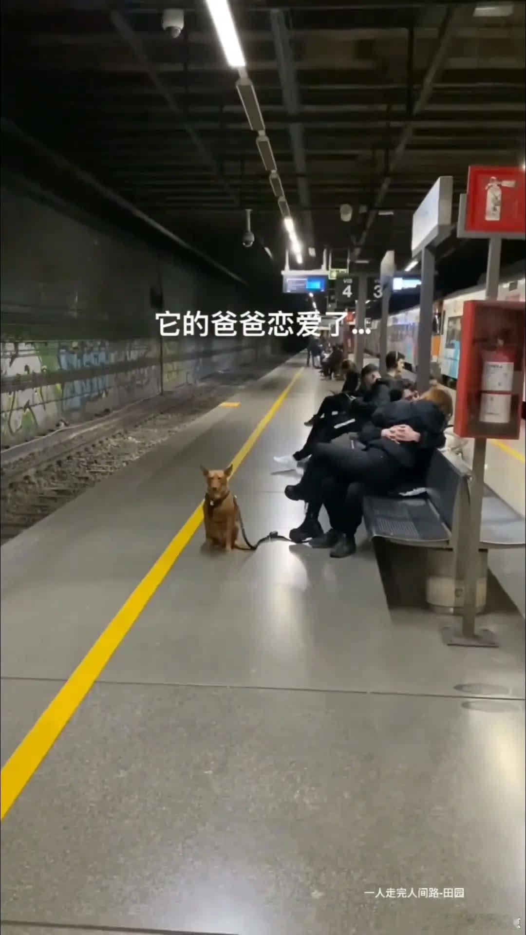 狗：爹，别啃了，我都尴尬成狗了😅萌宠宠物