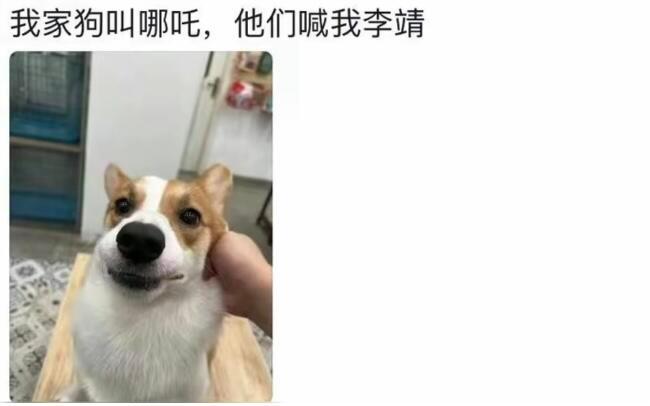 养了宠物后痛失本名​​​