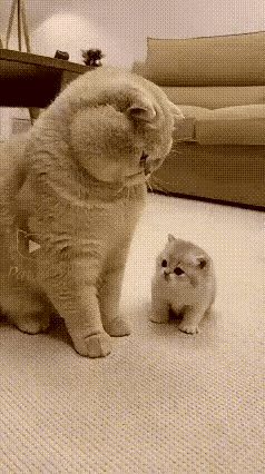 小猫咪:你打啊，怎么不打了，是不爱打吗