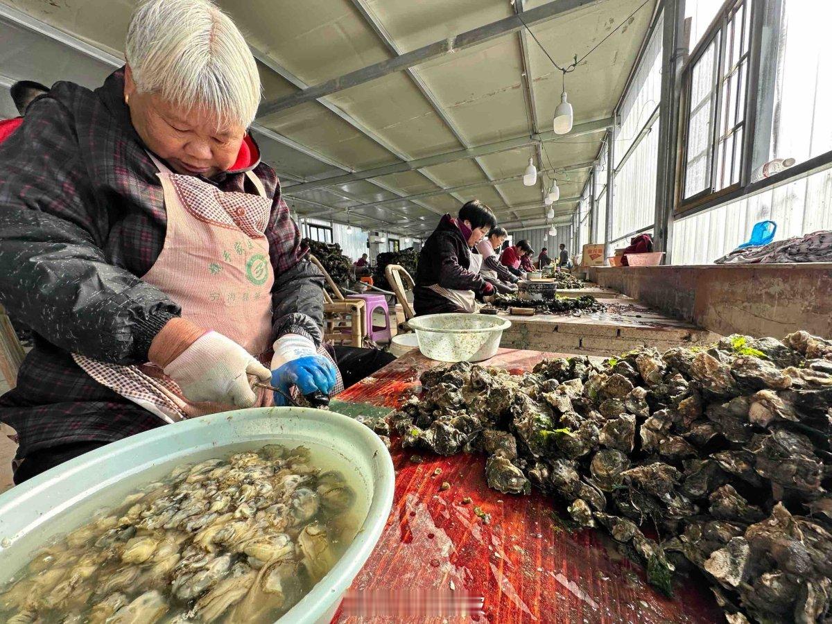 宁波西店炭烤牡蛎藏着最浓年味宁海西店素有“牡蛎之乡”美誉，牡蛎养殖史可追溯至南