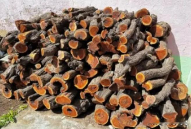 为什么枣木不能当柴烧？一位60岁的护林员告诉我，大部分树木死后都能当柴火烧，唯独