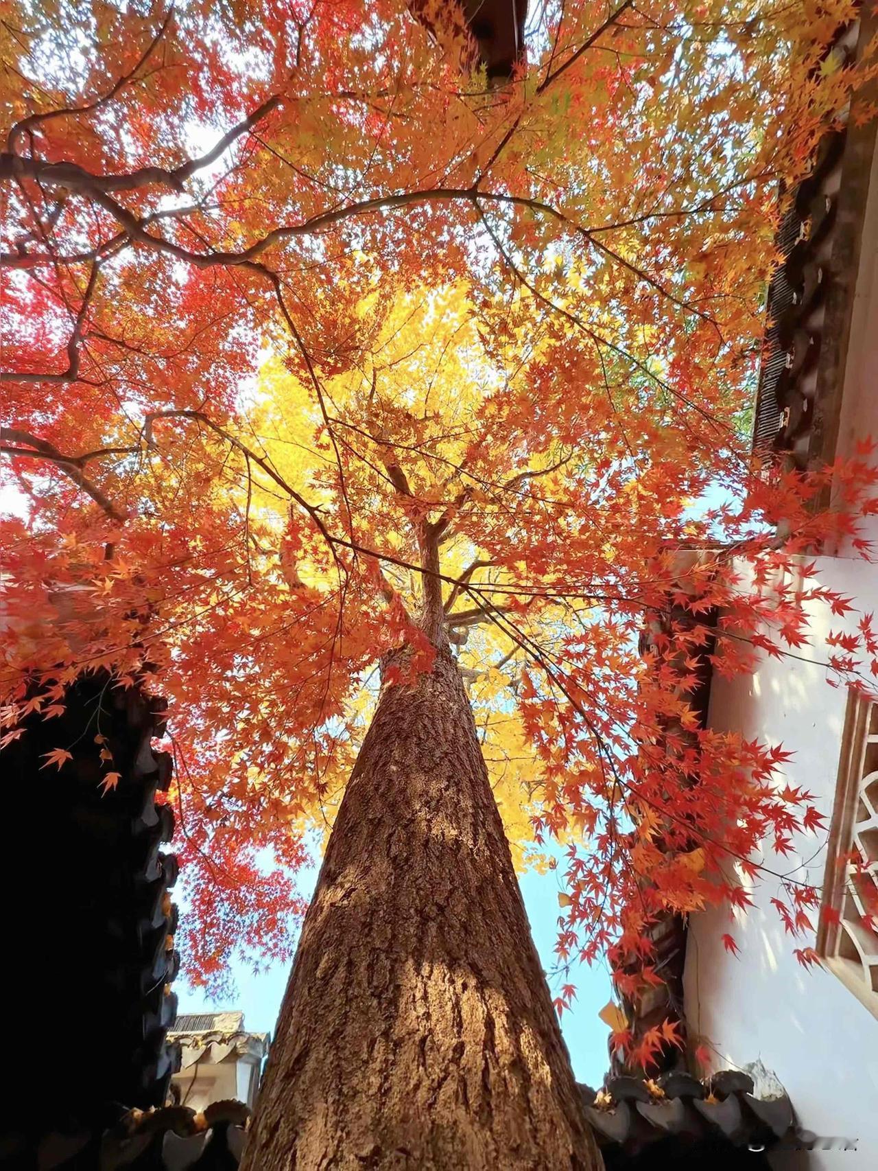 苏州的秋才是藏不住的浪漫天花板🍂看到苏州这抹五彩秋景时，直接被戳中！第一