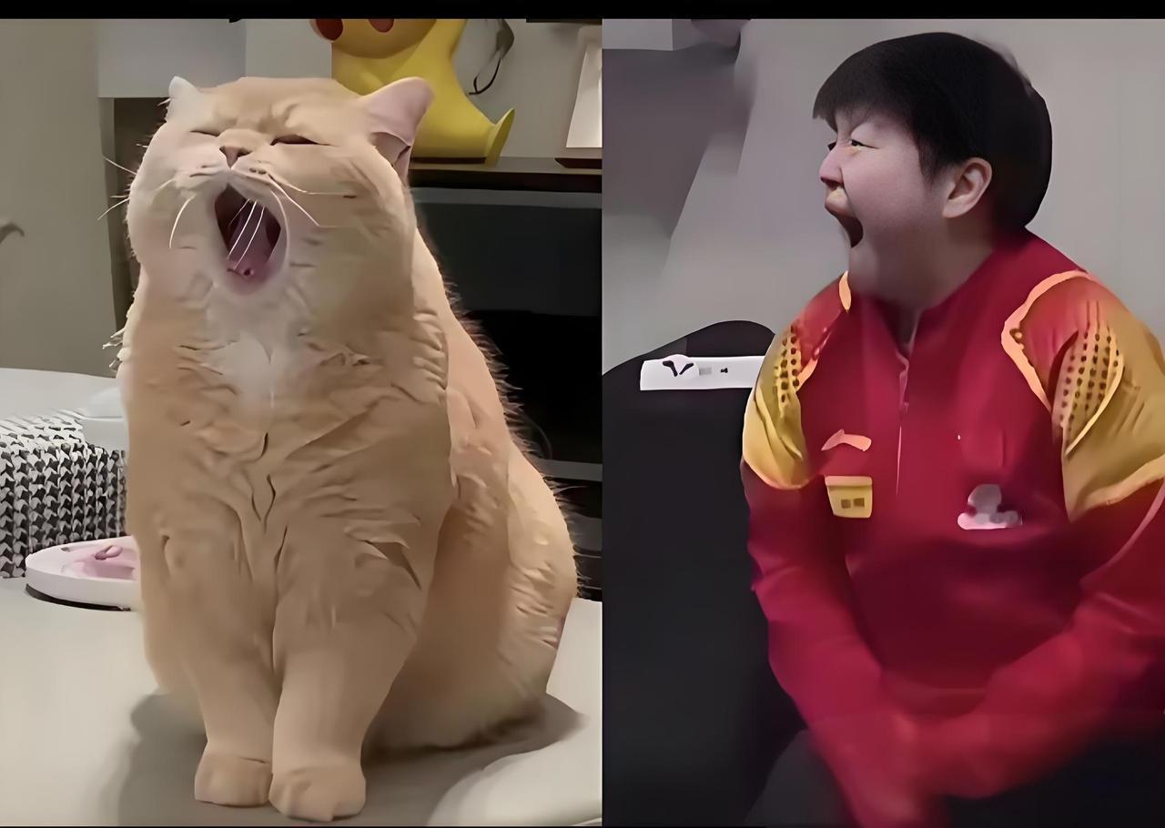 孙颖莎和猫猫太可爱了，表情神态简直太相似了。也不知道是哪位大神把两者完美的结
