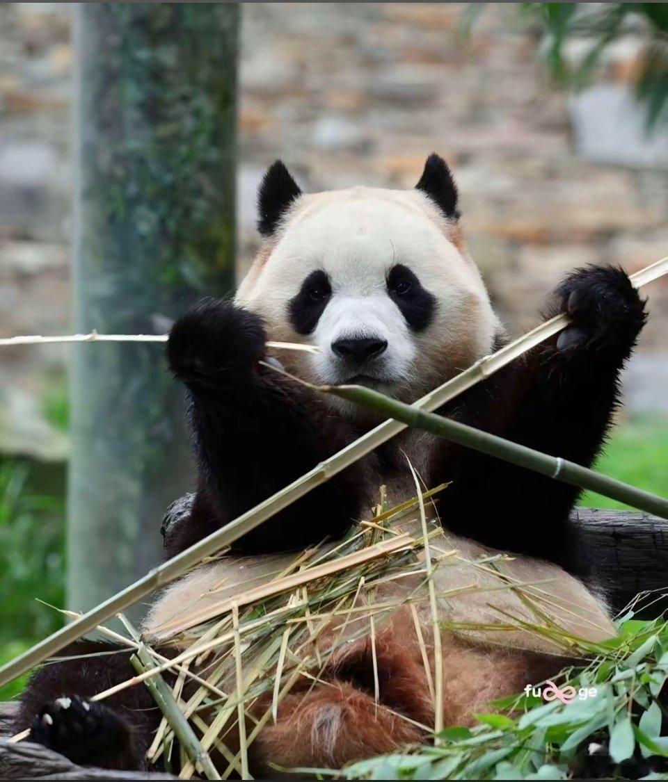圆滚滚的熊猫团子们，把治愈拉满啦✨有的抱着竹子认真干饭，有的迈着小短腿向你奔赴而