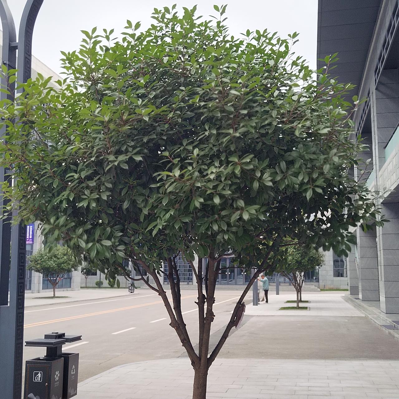 这个小树挺倒霉，因为领导要来检查工作，打扫卫生的工人为了确保不让树叶在扫完地以后