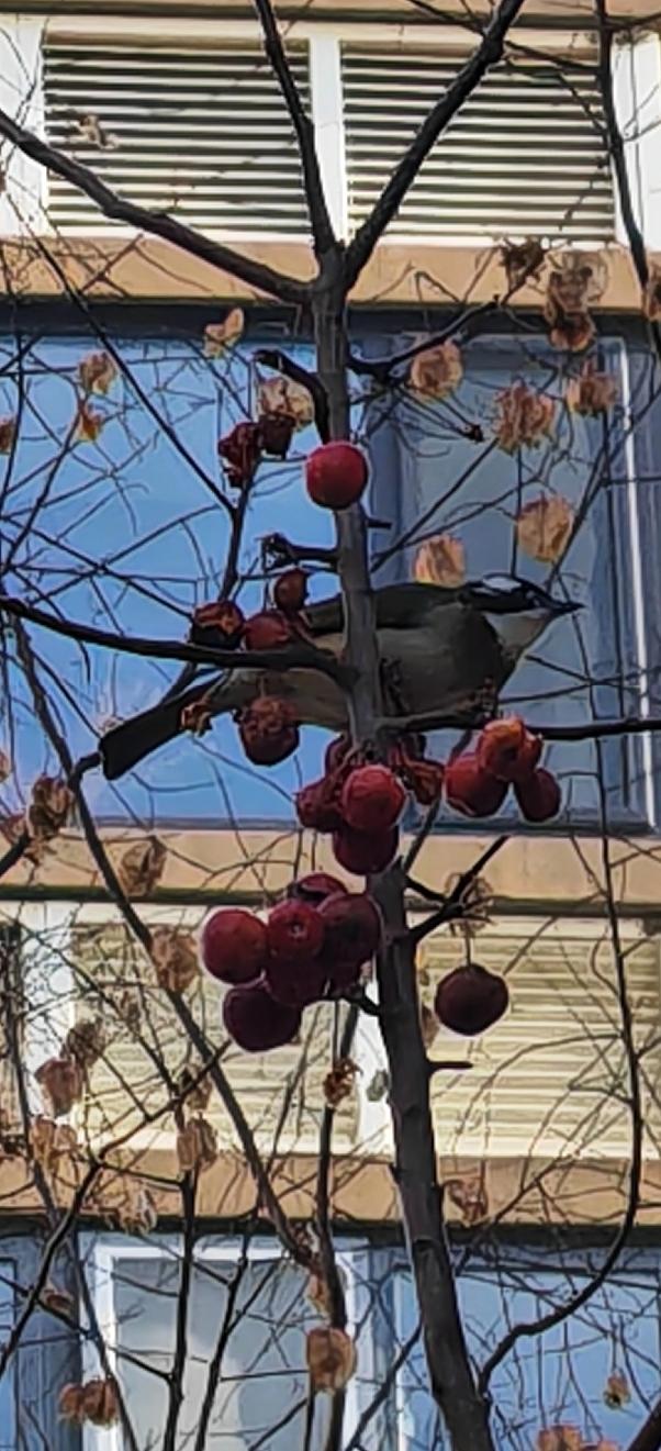 窗外的树树枝上，还有类似酸楂的红果，不只是美观，更成了冬天白头翁冬天的口粮，看来