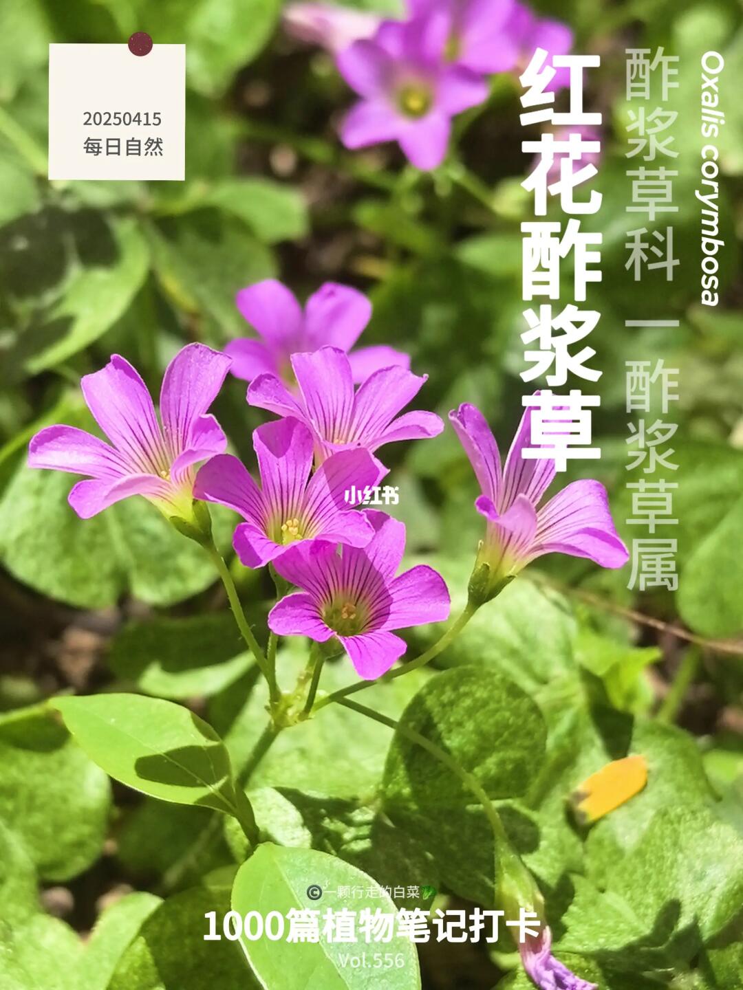 植物笔记556｜长满整个春天的“幸运草”