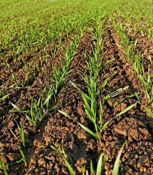 南阳的老乡，你们的小麦都播种了吗？记得往年一般都是秋收后不久霜降左右就播种了