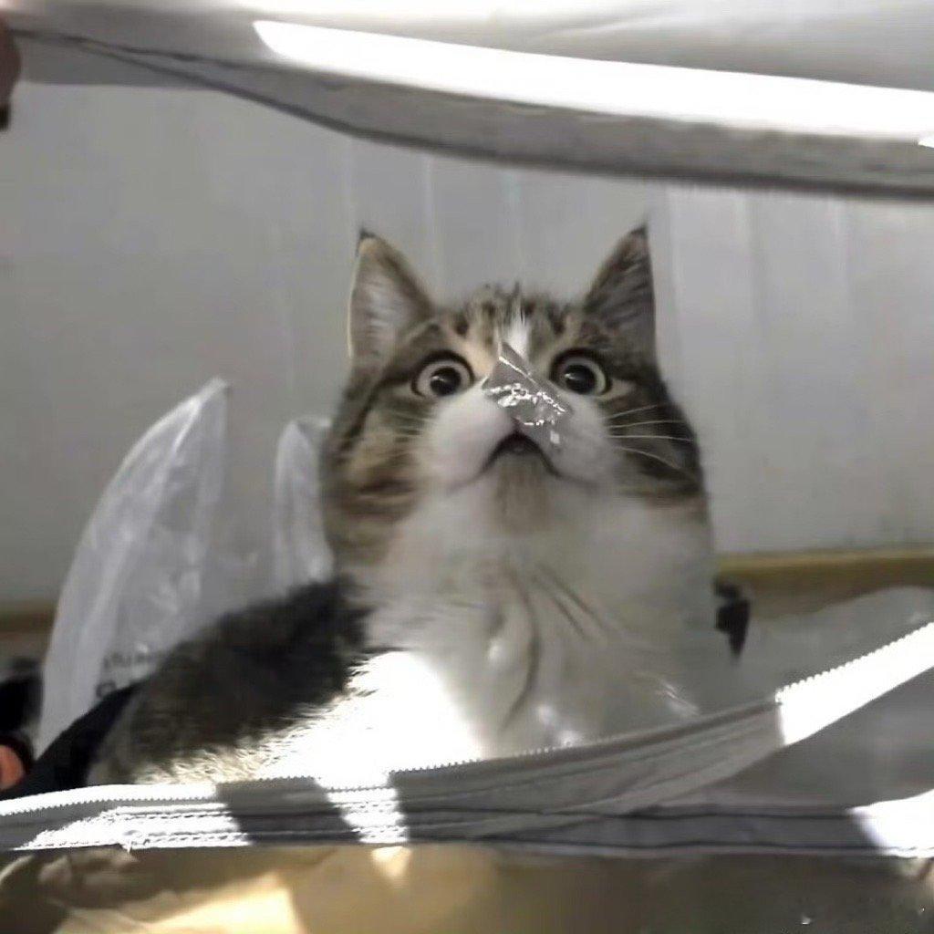 猫做错0件事​​​