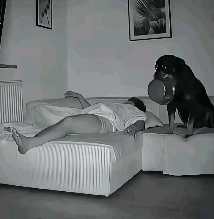 现在的狗子真是成精了！前两天有个男子宿醉不醒，忘了给家里的宠物喂食。俩猫一狗等了