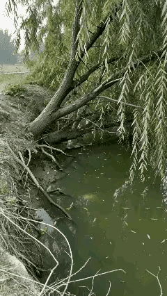 一只鱼儿嫌弃了自己的生活环境，一次次的努力往河岸边的柳树上跳，经过一次次的努力，