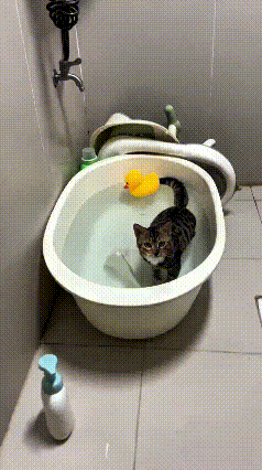 你瞅瞅这只狸花猫，可真是猫里面的另类！别家猫咪一提洗澡，躲得老远，又是哈气又是挣