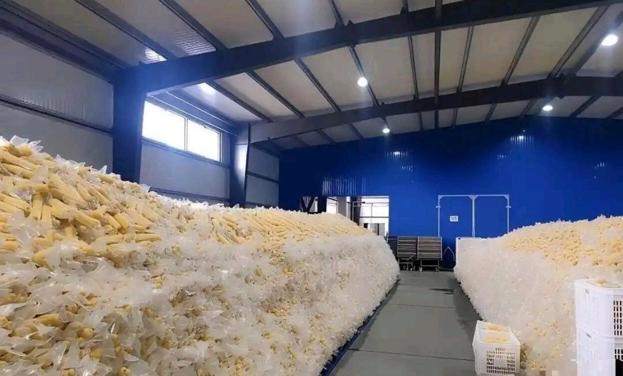我的天啊看到这大家还敢买这些玉米吗？