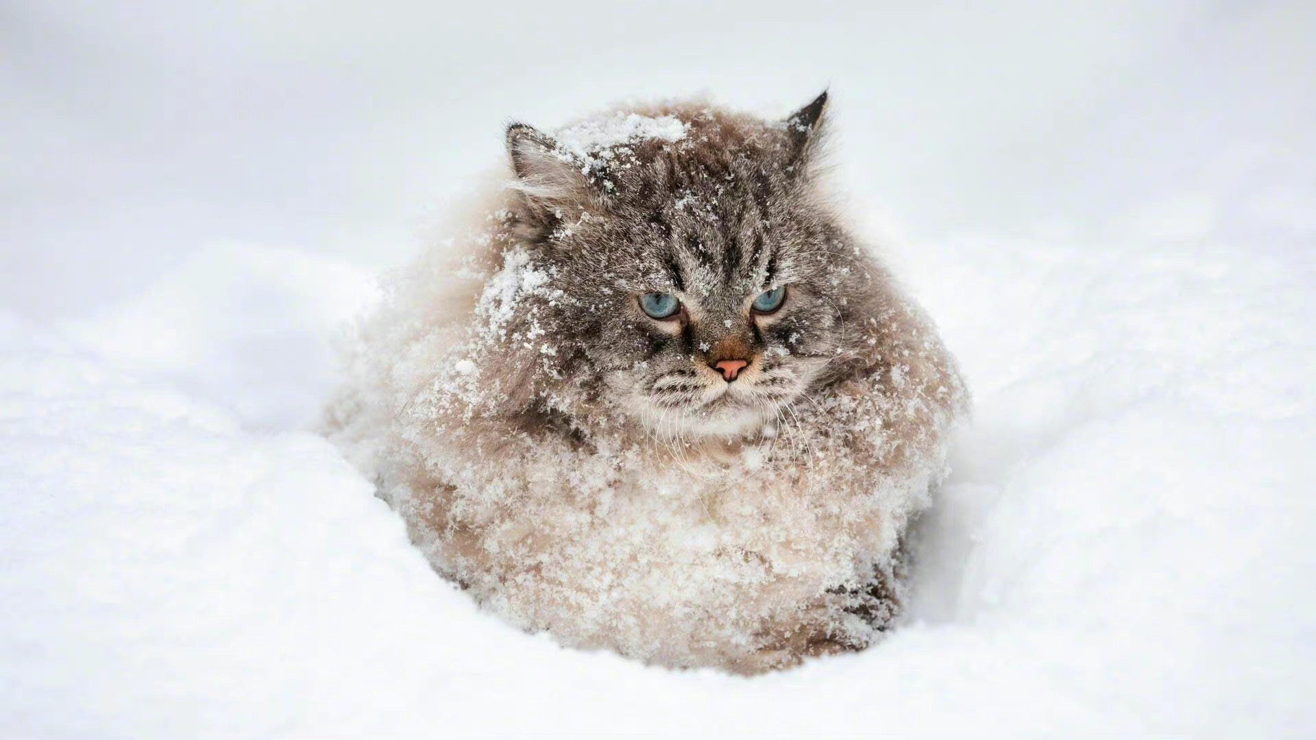 雪地里的猫！！
