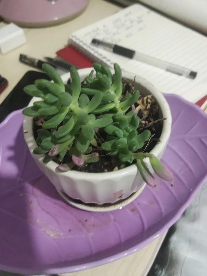 分享一张自己养的花喜欢花🌸，但是不会养，养过君子兰养过月季花，最后没开花儿都养