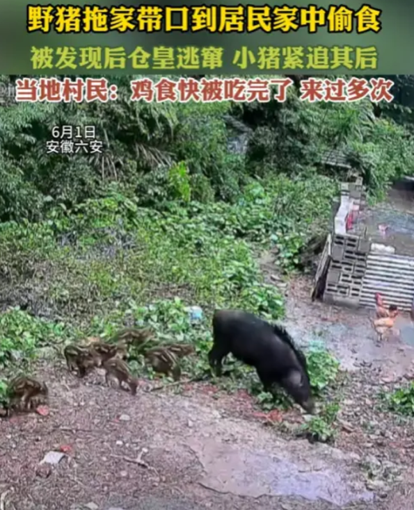 “惊险一刻！”6月1日，安徽六安，一农户在家中休息，突然，发现远处有个黑黢黢的东