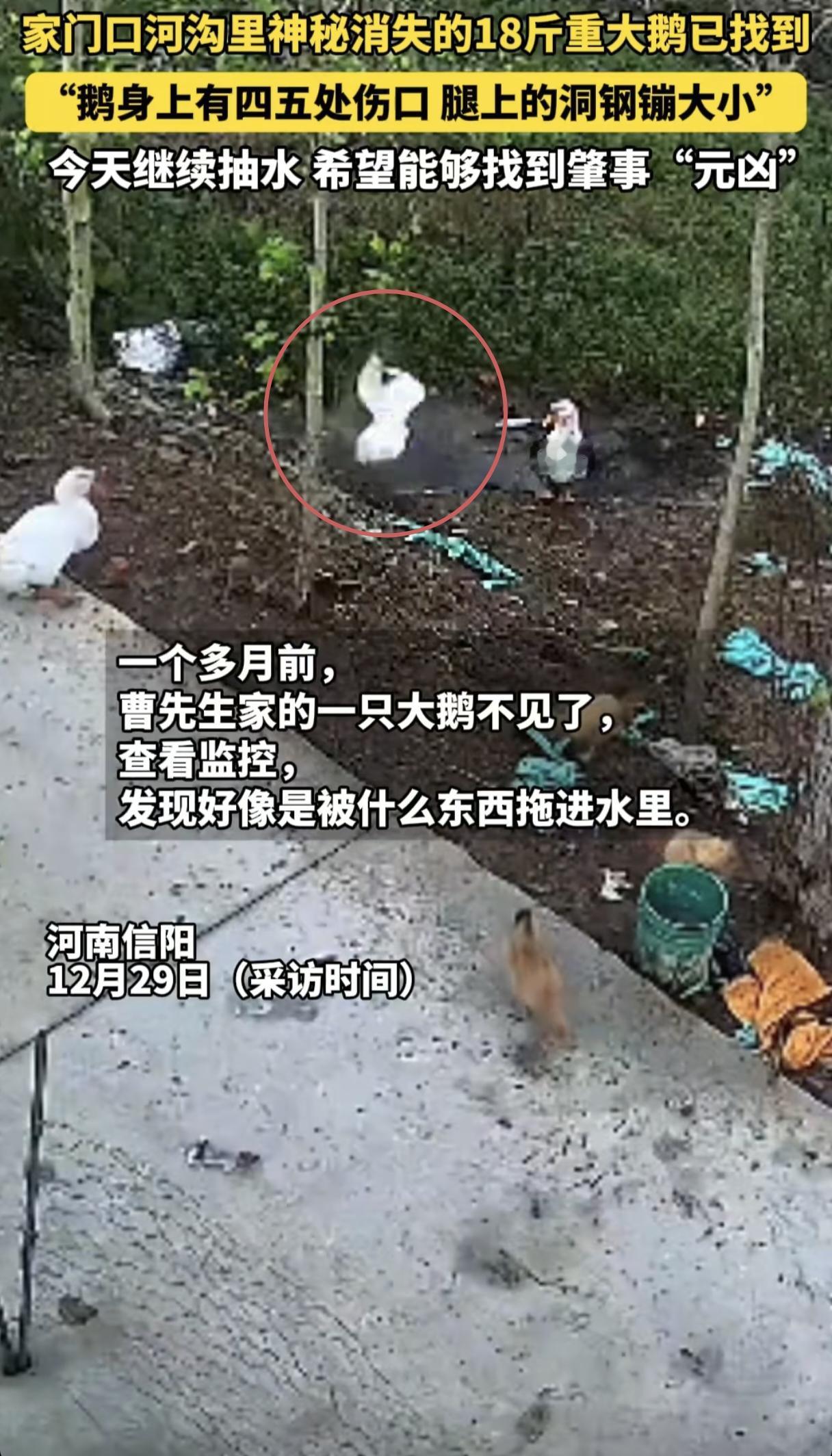 是什么咬的？一只18斤大鹅在家门口水沟里突然不见了，监控显示好像被什么东西拽到了