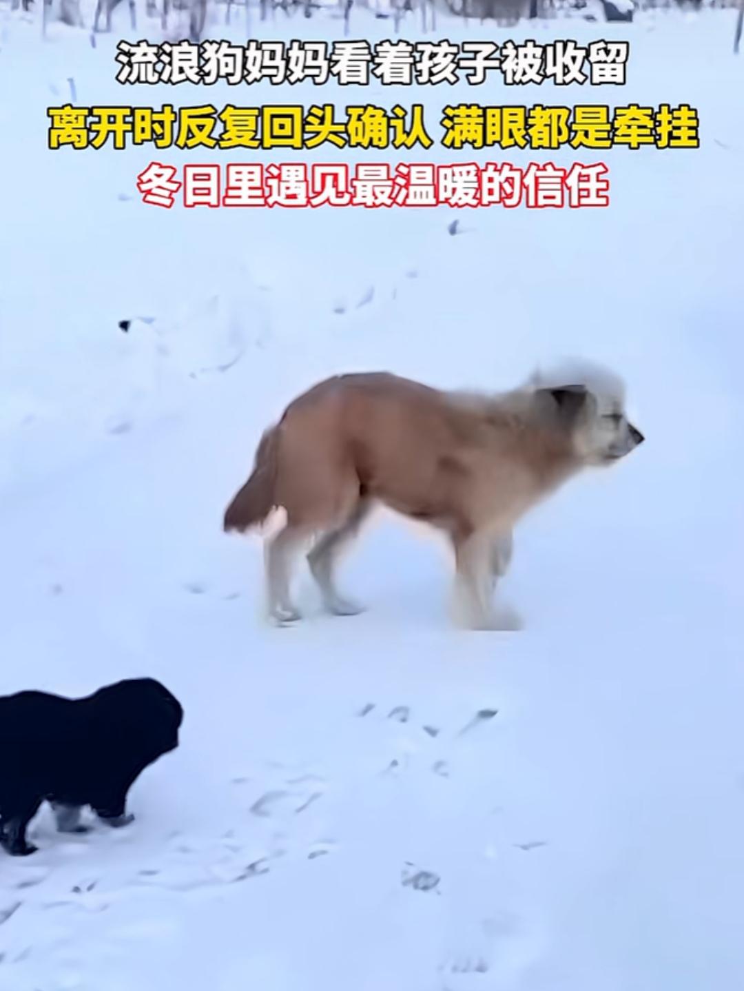 流浪狗妈妈雪地叼崽，托付给投喂过它的人类朋友，离开时三步一回头满是不舍，冬日里遇
