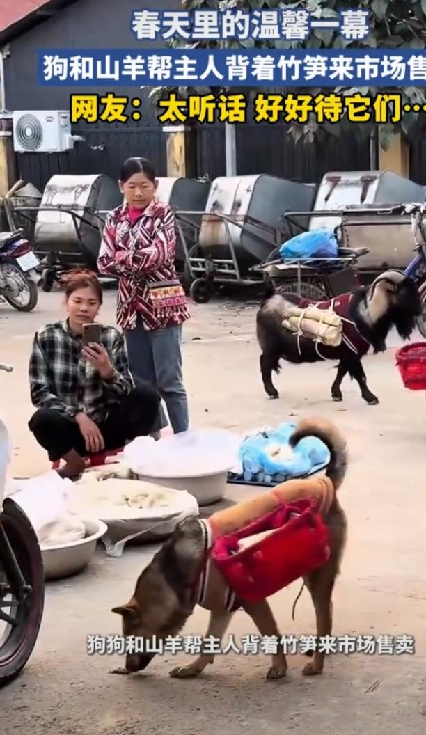近日，一段狗和山羊帮主人背竹笋到市场售卖的视频火了。在西南山区的春日清晨，薄雾中