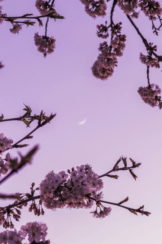 可以交换一张你拍到的月亮吗🌙