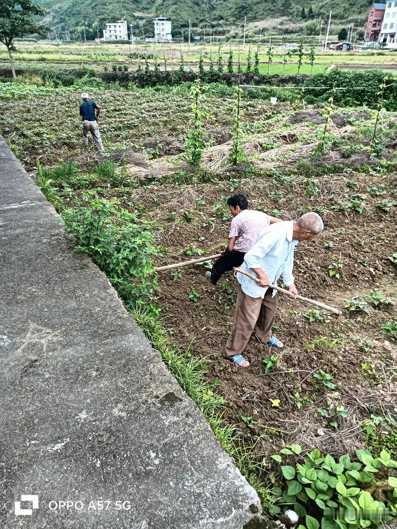 “读书害苦了父母，读了出来工作又找不到，活又不愿做”。昨天一邻居这样说道。可