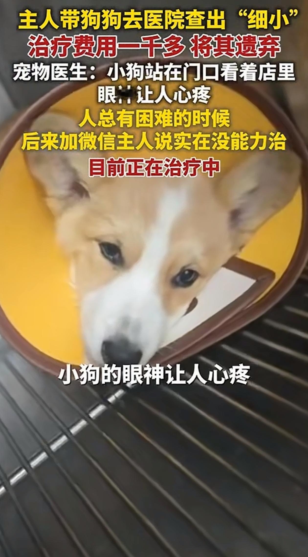 没招了！山东青岛一男子带宠物狗去看病，结果检查出来是细小，要想治好得花1000多