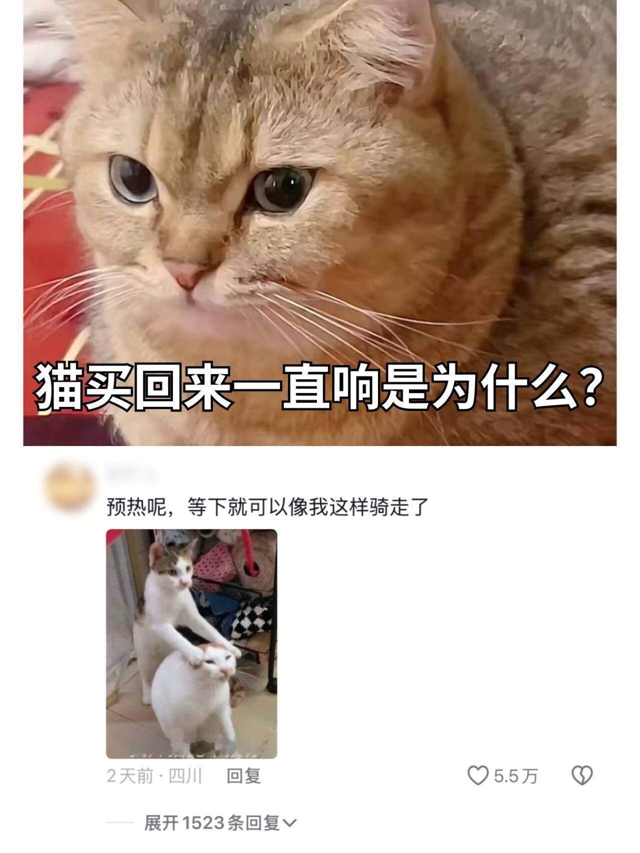 猫买回来一直响是为什么知识科普猫猫生气怒吼像摩托车打火​​​