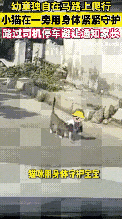 谁能想到，马路上最靠谱的“监护人”居然是只猫？广东珠海这位司机