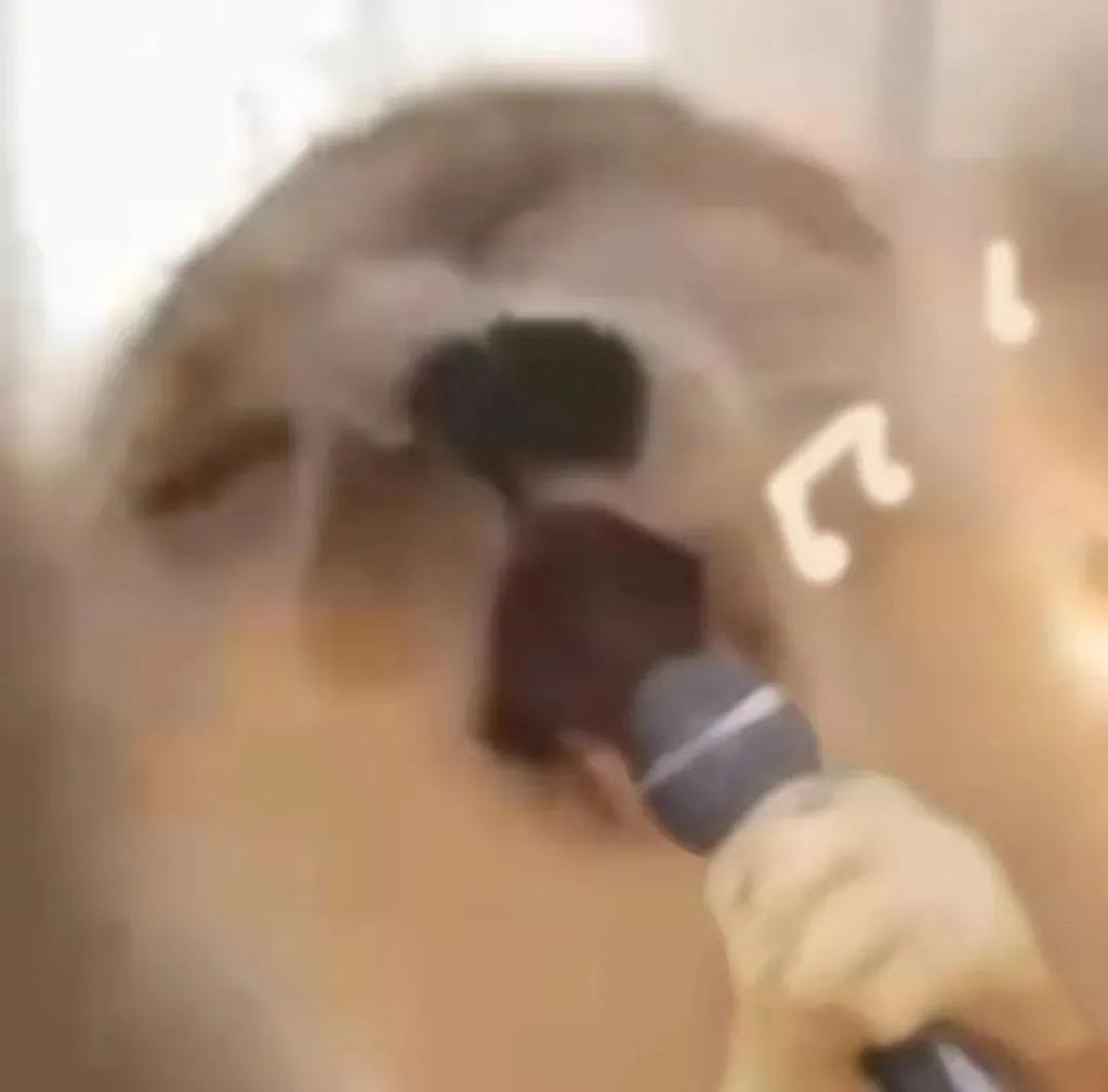 每天一条冷知识同样是哺乳动物，你家的只会喵喵叫，而海狮、海豹却能模仿人声甚至唱