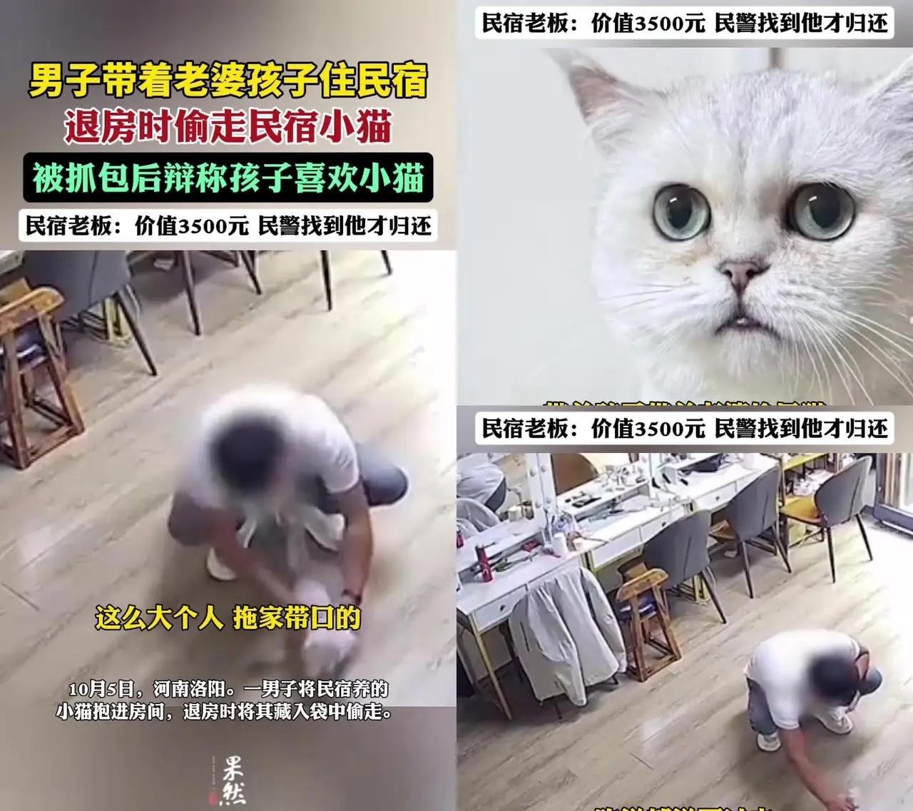 带老婆孩子住了两天的客人，退房前把猫塞进帆布袋，拉拉链时，孩子就站在旁边盯着！发