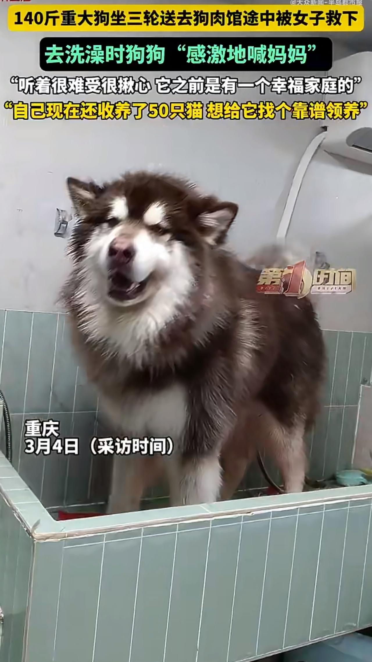 重庆发生了一件让人又感动又揪心的事儿，一只重达140斤的阿拉斯加犬，在被人送往狗