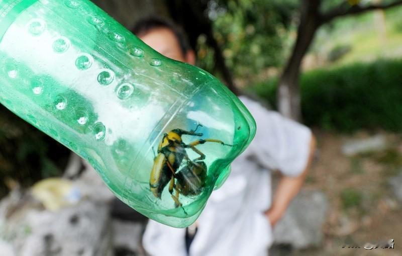 最近“女子裤子内藏2斤多活虫入境”的新闻惊到我了。2025年12月初，云南西双版