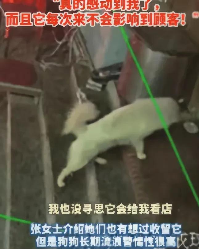 🌙万物有灵！吉林，一烧烤店老板娘多次投喂流浪狗，谁知，流浪狗趁她每天收摊后，又
