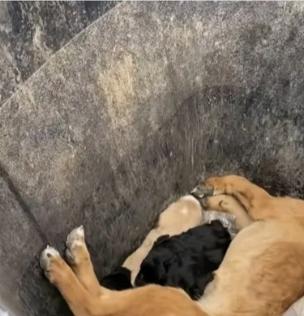 泪目了！这天一位小哥哥去倒垃圾，结果在路边的垃圾桶看到了无比凄惨的一幕，有人居然