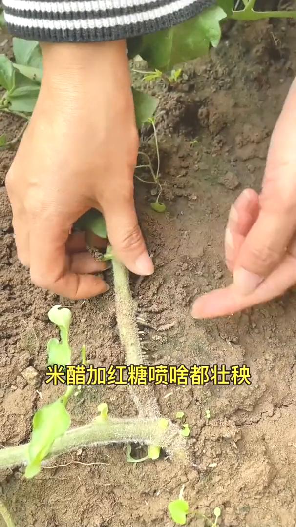 米醋加红糖喷啥都壮秧。米醋加红糖喷啥都壮秧。今天给大家分享一个生根壮棵的小妙招