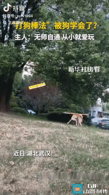 “解释不清了！”湖北武汉，一只狗狗彻底让全网看懵了。事情是这样的。这只狗
