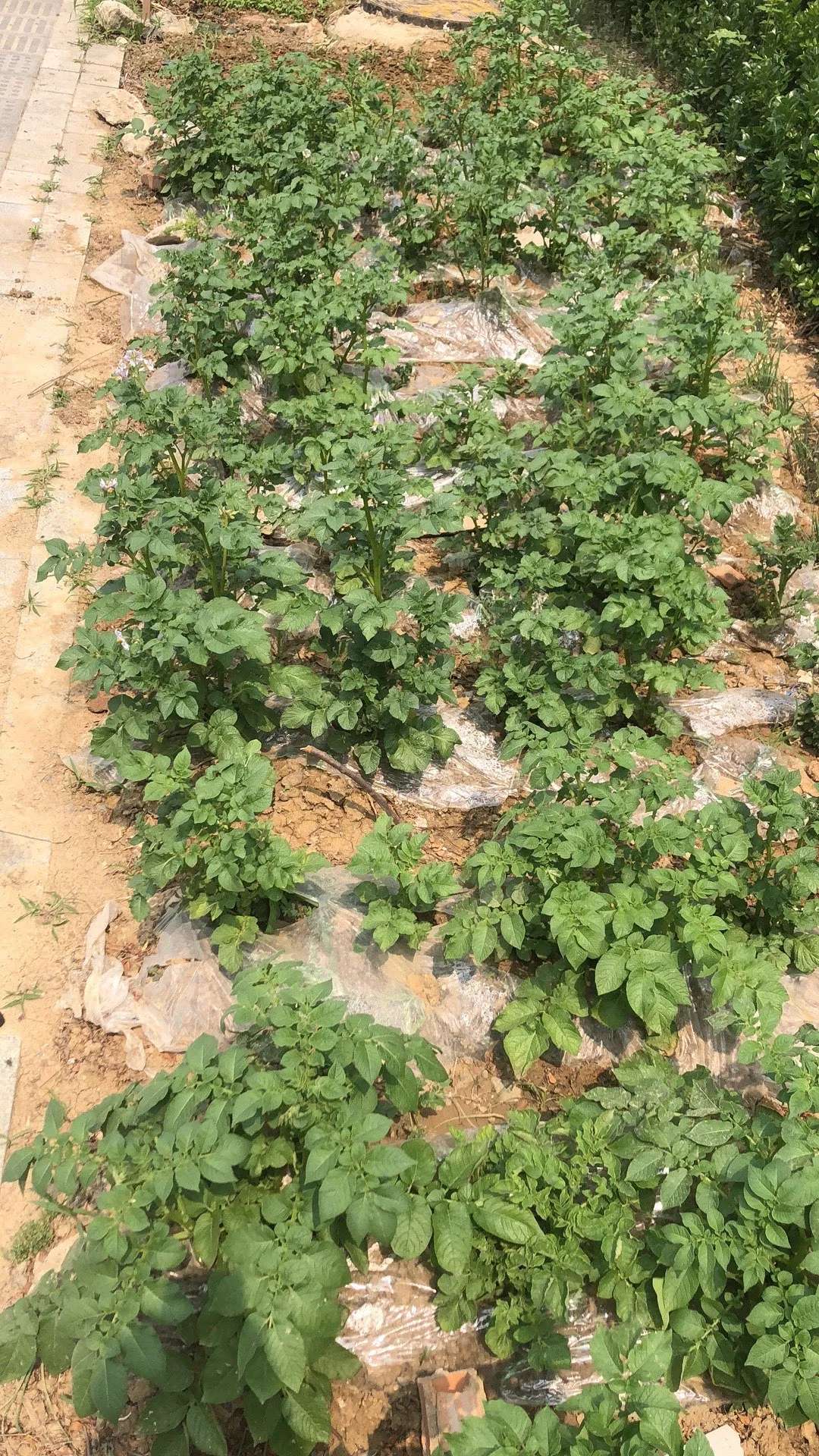 不要动不动就回农村种地，知道这个是什么蔬菜吗？