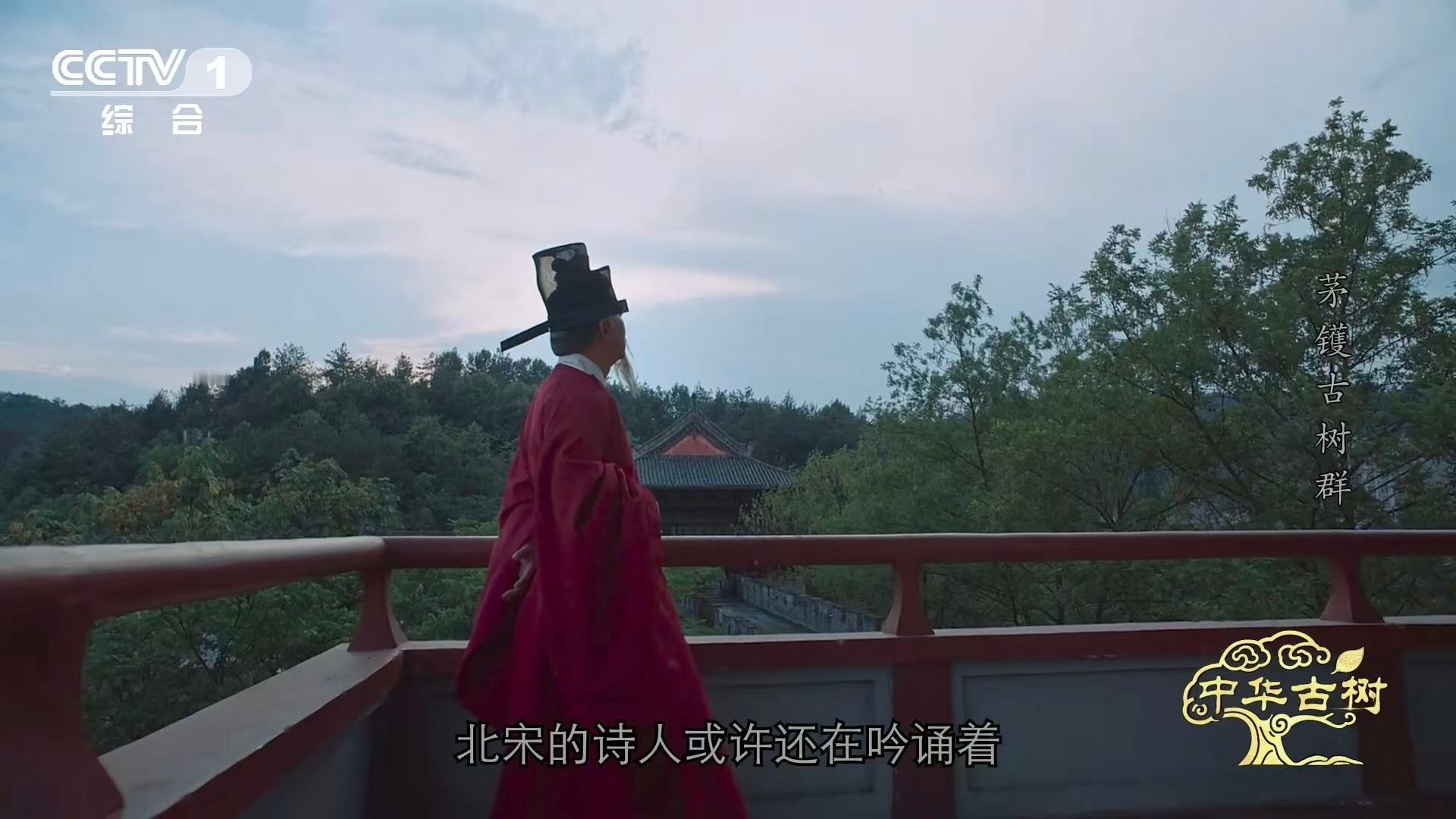 地球剧变后的幸存者有多美？宁波茅镬村的千年金钱松，秋日针叶变金如古币，串串“铜钱