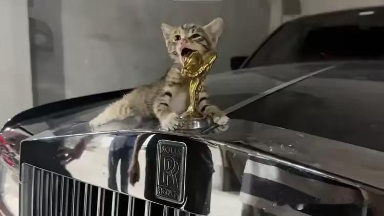 一只小流浪狸花猫把一台劳斯莱斯的车标当成了磨牙棒，每天抱着车标啃，弄的车标上都是